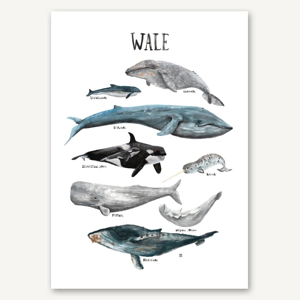 Poster A3, Wale – Bild 5
