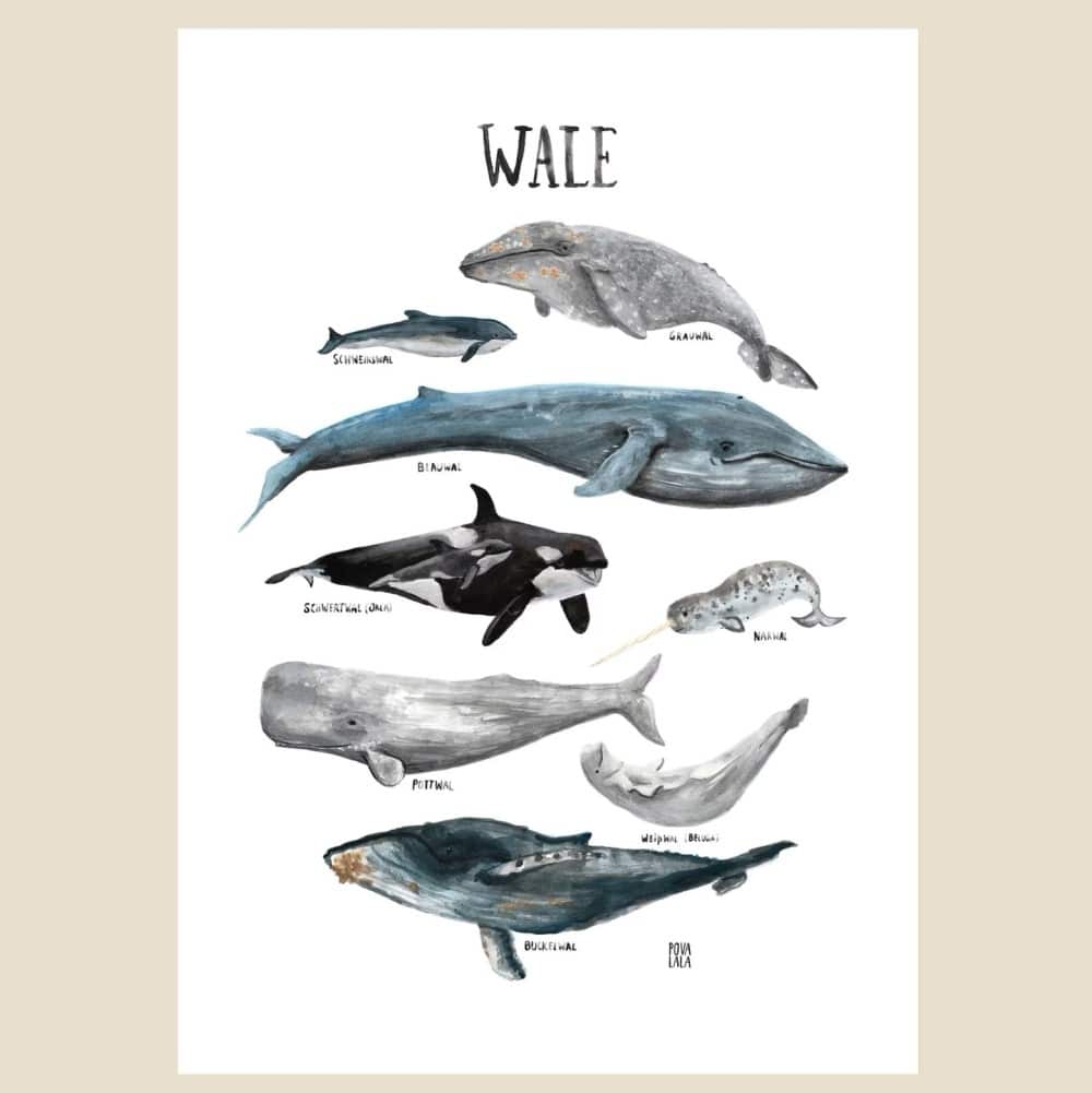 Poster A3, Wale