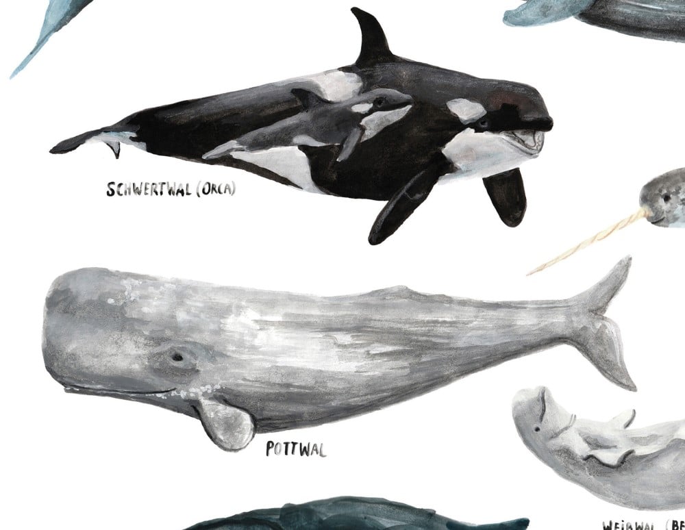 Poster A3, Wale – Bild 2