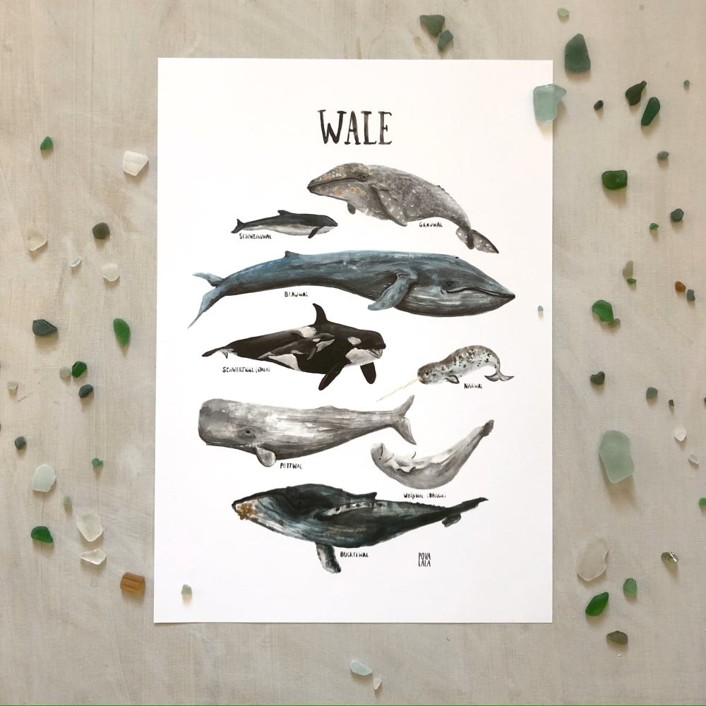 Poster A3, Wale – Bild 3