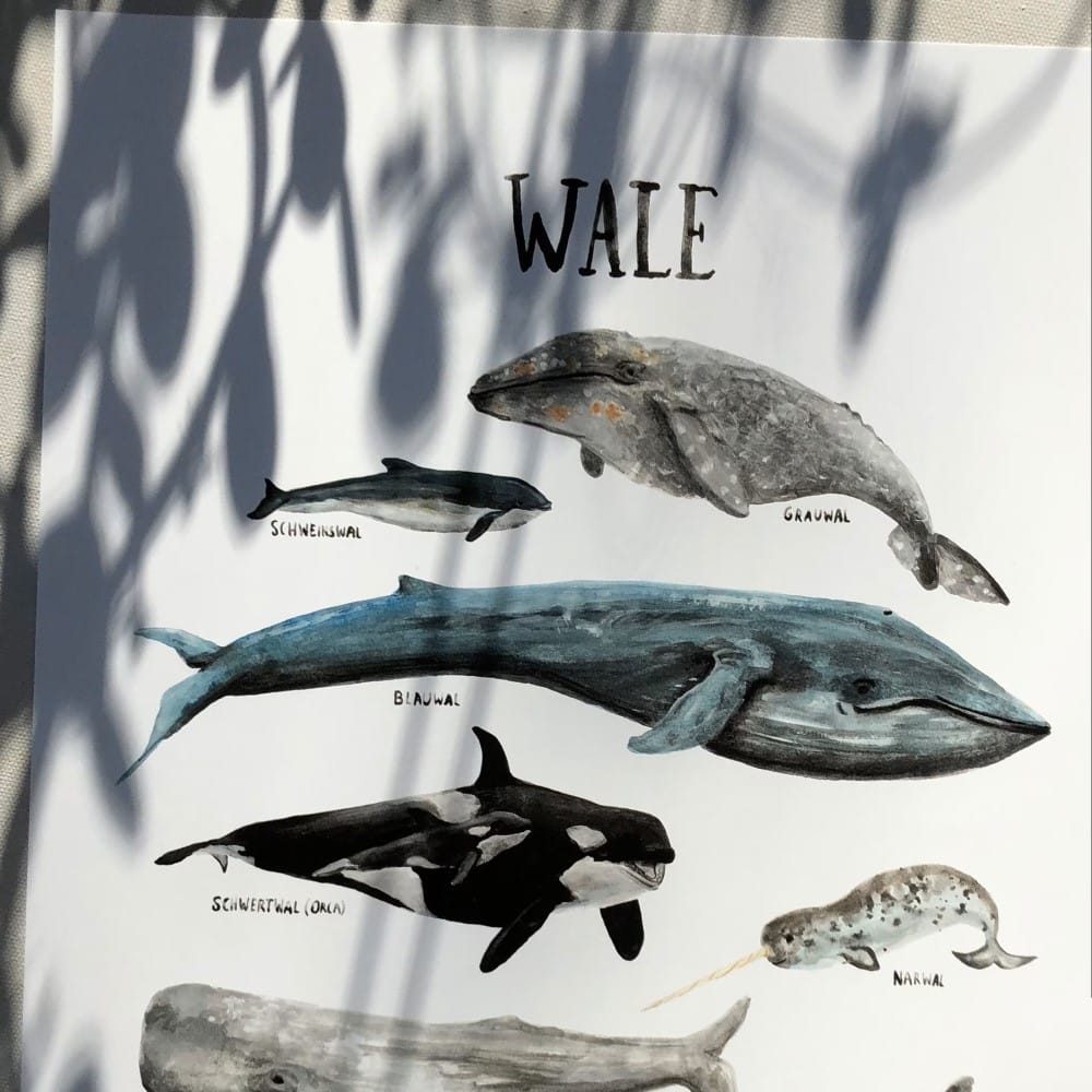 Poster A3, Wale – Bild 4